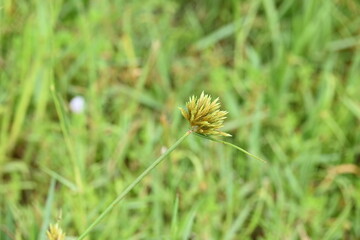 Cyperus polystachyos grass. Its common names Pycreus polystachyos, manyspike flatsedge, bunchy sedge, coast flatsedge, many spiked sedge and Texas sedge. Its herbaceous species in family Cyperaceae. 
