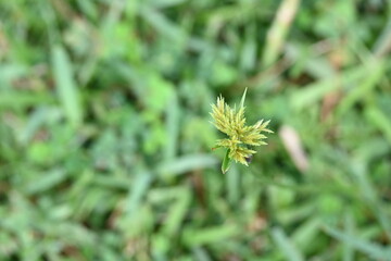 Cyperus polystachyos grass. Its common names Pycreus polystachyos, manyspike flatsedge, bunchy sedge, coast flatsedge, many spiked sedge and Texas sedge. Its herbaceous species in family Cyperaceae. 
