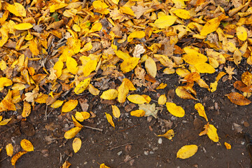 Background of autumn leaves on the ground
