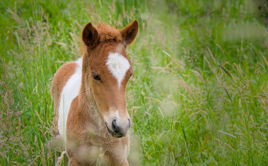 Lovely portrait of a skewbald Icelandic Horse foal in the meadow
