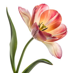 Fototapeta premium Beautiful Pink Tulip Flower With Green Stem, pink tulip isolated on white background