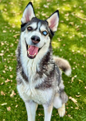 Blue-Eyed Husky Sitting in Leaves