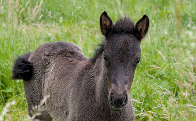 Fototapeta premium Awesome picture of a dark Icelandic Horse foal