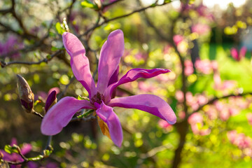 Close-up of a Magnolia susan flower in the garden