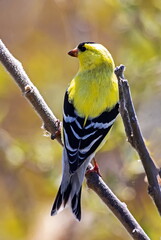 goldfinch