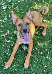 Happy Tan Pup with Perky Ears on Turf