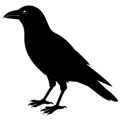 crow on a white background