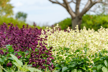 紫と白が咲き誇るサルビア花壇
