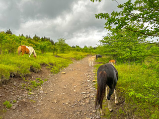 Wild ponies at Grayson Highlands