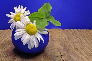 Vierblättriges Kleeblatt mit Margeriten in einer blauen Vase
