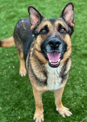 German Shepherd Smiling on Grass