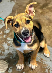 Young Shepherd Mix Puppy Sits Smiling