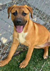 Tan Boxer Mix Sits at Chainlink Fence