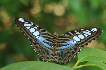 Parthenos Sylvia or the clipper butterfly , The clipper is a fast-flying butterfly and has a habit of  glide between spurts of flapping.It is one of the most beautiful butterflies found in rainforest.