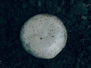 mushrooms on a black background