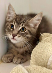Tabby Kitten in Shelter Cubby