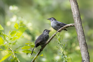 gray catbird pair bonding in spring on tree branch