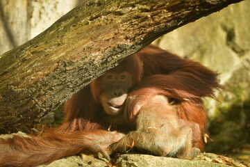 The baby orangutan is playing with its mother in the zoo. Baby animals in the zoo playing.  © doda