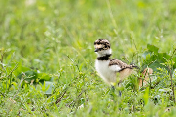 one baby killdeer chick in grass