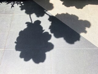 Abstract Floral Shadows on Grey Tiled Floor