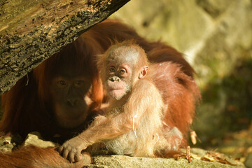The baby orangutan is playing with its mother in the zoo. Baby animals in the zoo playing.  © doda