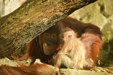 The baby orangutan is playing with its mother in the zoo. Baby animals in the zoo playing.	