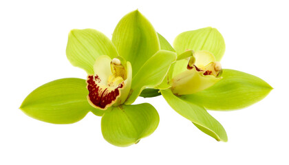 Obraz premium Green Orchid isolated on transparent background