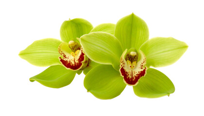 Obraz premium Green Orchid isolated on transparent background