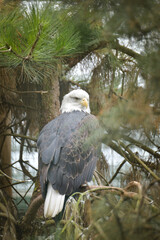 The bald eagle, perched on a tree. A bird waiting for its prey in the zoo.	
