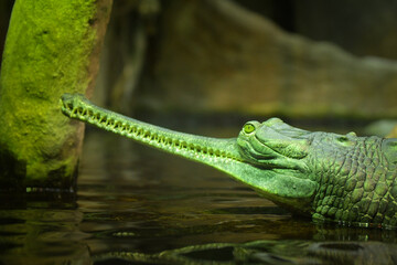 Crocodile in the deep water. He has hungry in his eye.	
