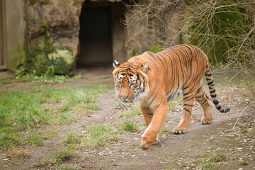 Asian tiger is going in zoo habitat. He is waiting for animal caretaker.	
