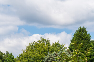 Obraz premium 光と影が織りなす緑樹の天辺と夏雲