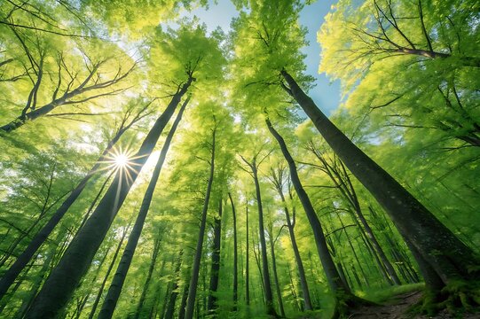 Sun shining through tall trees in a vibrant green forest