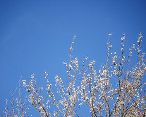 Blackthorn Prunus spinosa white flowers against blue sky Occitanie