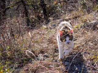 Healthy outdoor cat perfect for pet industry marketing and advertising