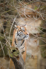 Asian tiger is standing on the log in zoo habitat. He is waiting for animal caretaker