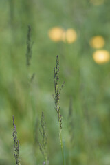 Sweet vernal grass flourishing in a vibrant field, surrounded by softly blurred yellow flowers creating a picturesque natural scene