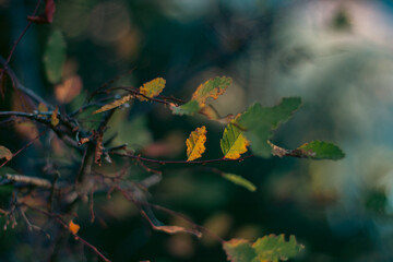 autumn in Patagonia