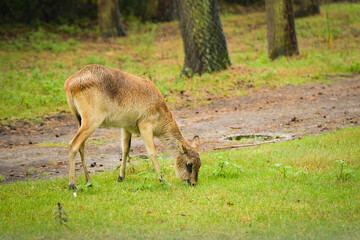 The antelope walking around its enclosure on safari. Free-roaming animals in the safari park.	