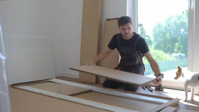 Man unpacks flat-pack furniture parts while dog watches in sunlit room. Assembling furniture at home, renovation process with pet