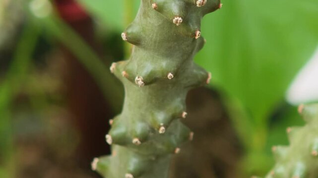 Tinospora cordifolia in the garden
