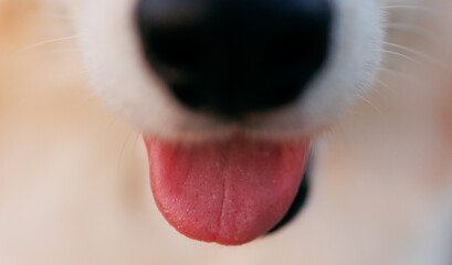 Welsh corgi cute nose and tongue