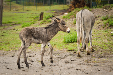 Donkey walking around its enclosure on safari. Free-roaming animals in the safari park.