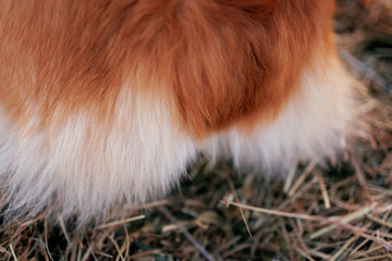 Welsh corgi pembroke butt on a haystack