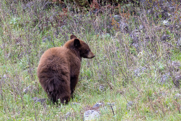 Black Bear Cub in Springtime in Yellowstone National Park Wyoming