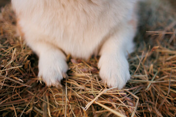 Welsh corgi paws on a haystack (short legs)