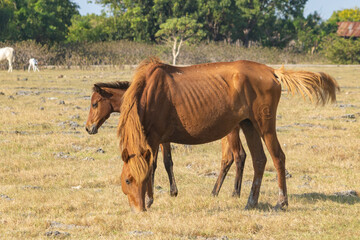 East sumba, Indonesia – 06. 08. 2025 – The legs of Sumba's Sandalwood Horses are strong from...
