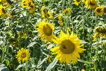 Close-up of gorgeous yellow sunflowers on a sunny summer day