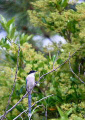 pintail (Anas acuta) perching on a tree