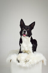 photo of dog in photo studio on white color. white background in photo studio with dog.	
